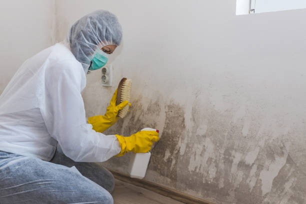 Best Mold Cleaning Services  in Marysville, WA