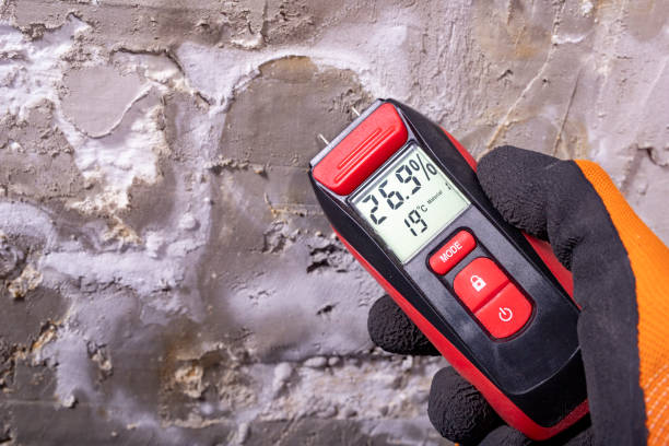 Best Mold Damage Repair  in Marysville, WA