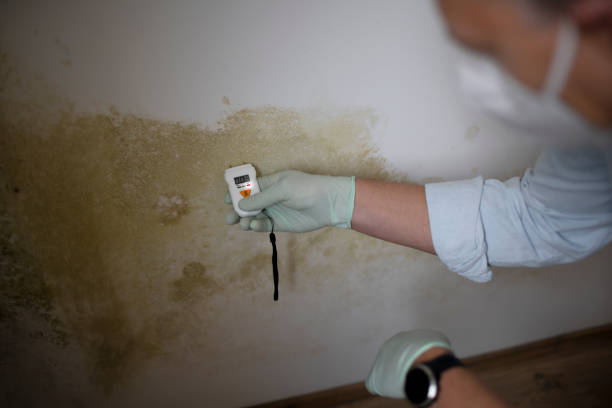 Best Mold Removal and Inspection  in Marysville, WA