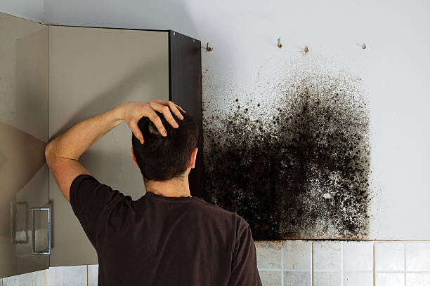 Mold Removal and Inspection in Marysville, WA